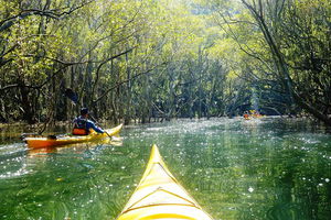 Middle Harbour Mangrove Explorer