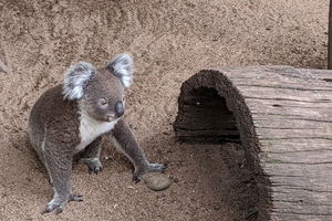 Australian Wildlife & Waterfalls Private Tour with 'Personalised Sydney Tours'