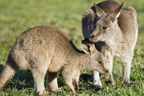 LGBT+ Friendly Full Day Phillip Island Private Tour - Stays Accommodation 3