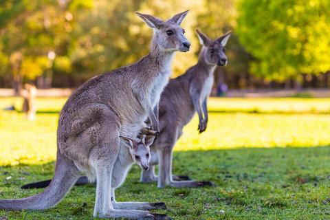 LGBT+ Friendly Full Day Phillip Island Private Tour - Stays Accommodation 4