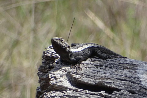 Inside The Greater Blue Mountains World Heritage - A Private Wildlife Safari Overnight - Stayed 2