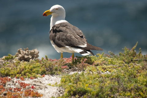 From The Mountains To The Bay - 4 Day Rediscovery Small Group Tour - Stayed 1