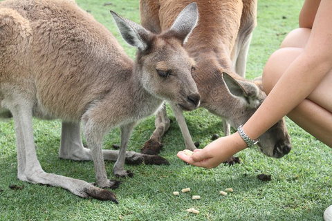 Pinnacles Desert, Koalas And Sandboarding 4WD Day Tour From Perth - Stayed 1