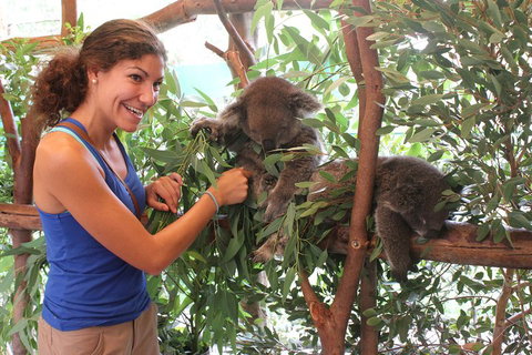 Pinnacles Desert, Koalas And Sandboarding 4WD Day Tour From Perth - Stayed 5