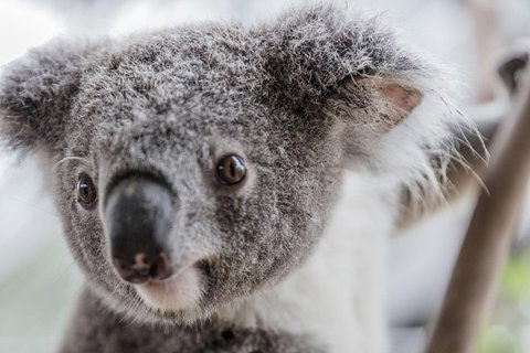 Ultimate Sydney Pass - Stayed 2