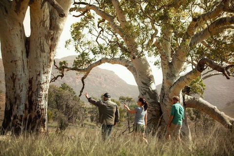Yura Udnyu - Our Culture, Your Culture (Aboriginal Cultural Walk) - Stayed 5