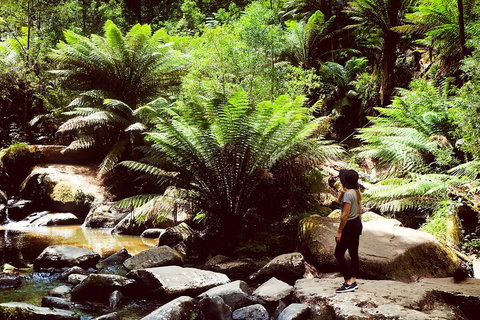 Small Group - Yarra Valley & Dandenong Ranges Hike From Melbourne - Stayed 4