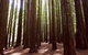 Small Group - Yarra Valley & Dandenong Ranges Hike From Melbourne - thumb 5