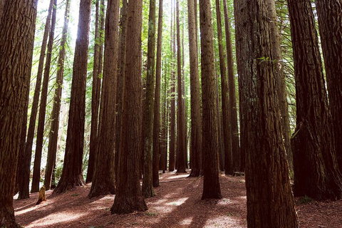 Small Group - Yarra Valley & Dandenong Ranges Hike From Melbourne - Stayed 5
