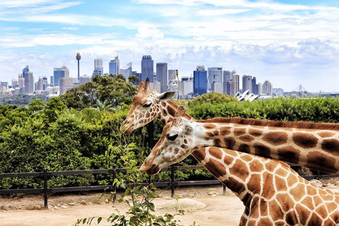 Go City | Sydney Explorer Pass With 20+ Attractions And Tours - Stays Accommodation 2