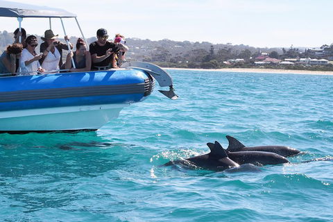 Seal Island Boat Tour From Victor Harbor - Stayed 5