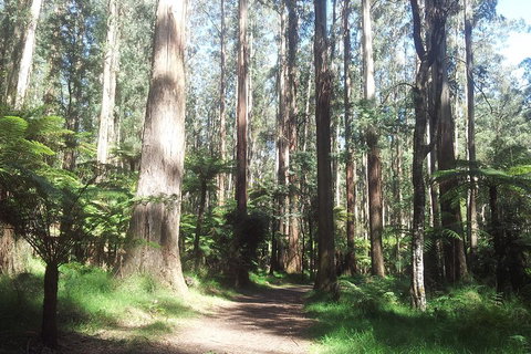 Dandenong Ranges Private Tour Including William Ricketts Sanctuary - Stayed 0