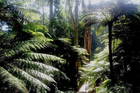 Dandenong Ranges Private Tour Including William Ricketts Sanctuary - Stayed 1