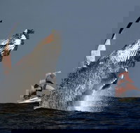 Sydney Harbour Tall Ship Whale  Sail - Whale Watching Cruise - Stayed