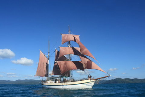 Sydney Harbour Tall Ship Whale & Sail - Whale Watching Cruise - Stays Accommodation 1