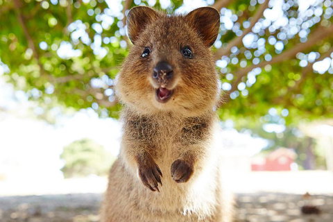 Discover Rottnest With Ferry & Bus Tour From Perth Or Fremantle - Stayed 0