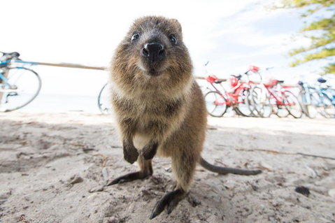 Rottnest Island Round-Trip Ferry From Perth Or Fremantle - Stayed 3