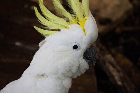 Cairns ZOOM And Wildlife Dome - Stays Accommodation 2