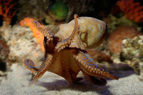 General Admission Entry At AQWA - Stayed 0