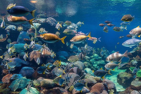 General Admission Entry At AQWA - Stayed 5