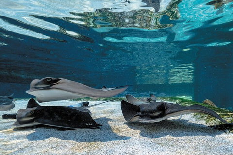 Lunch And General Admission Entry At AQWA - Stays Accommodation 1