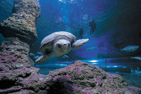 Lunch And General Admission Entry At AQWA - Stays Accommodation 5