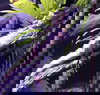 Cairns Aquarium Admission Ticket - Stayed