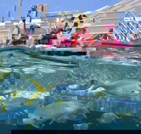 Outer Reef Pontoon Experience from Cairns - Stayed