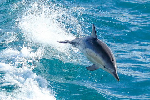 Wilsons Promontory Full Day Cruise - Stayed 1