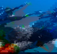 Scuba Dive the S.S. Yongala Wreck on the Great Barrier Reef. - Stayed