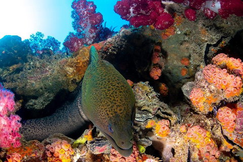 Scuba Dive The S.S. Yongala Wreck On The Great Barrier Reef. - Stays Accommodation 1